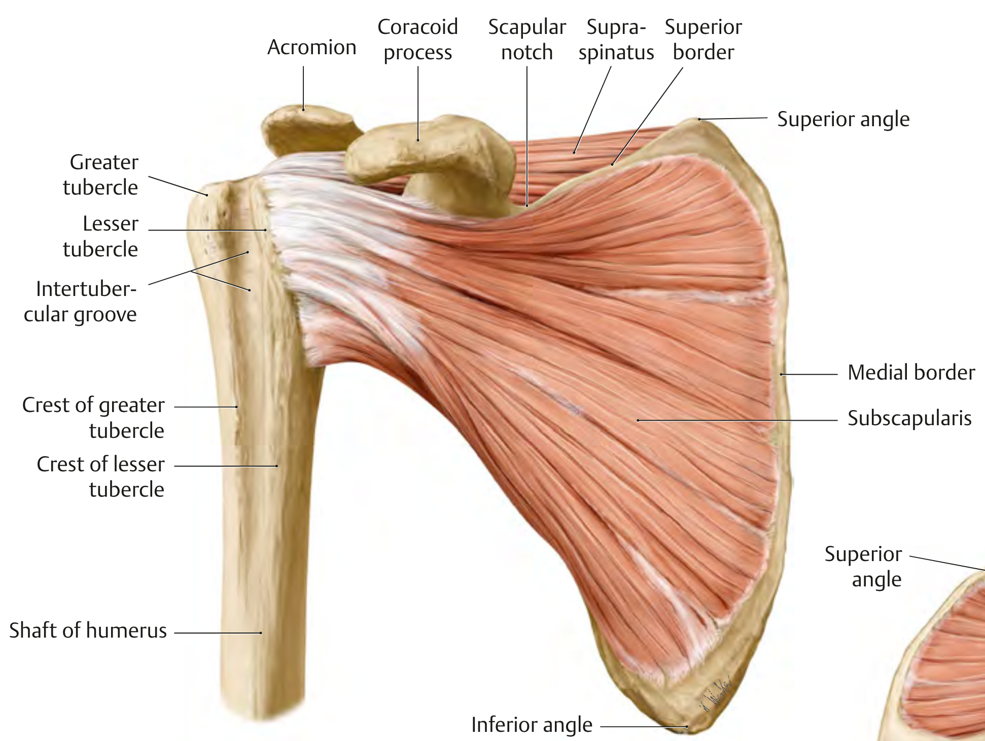 Rotator Cuff (anterior view)1